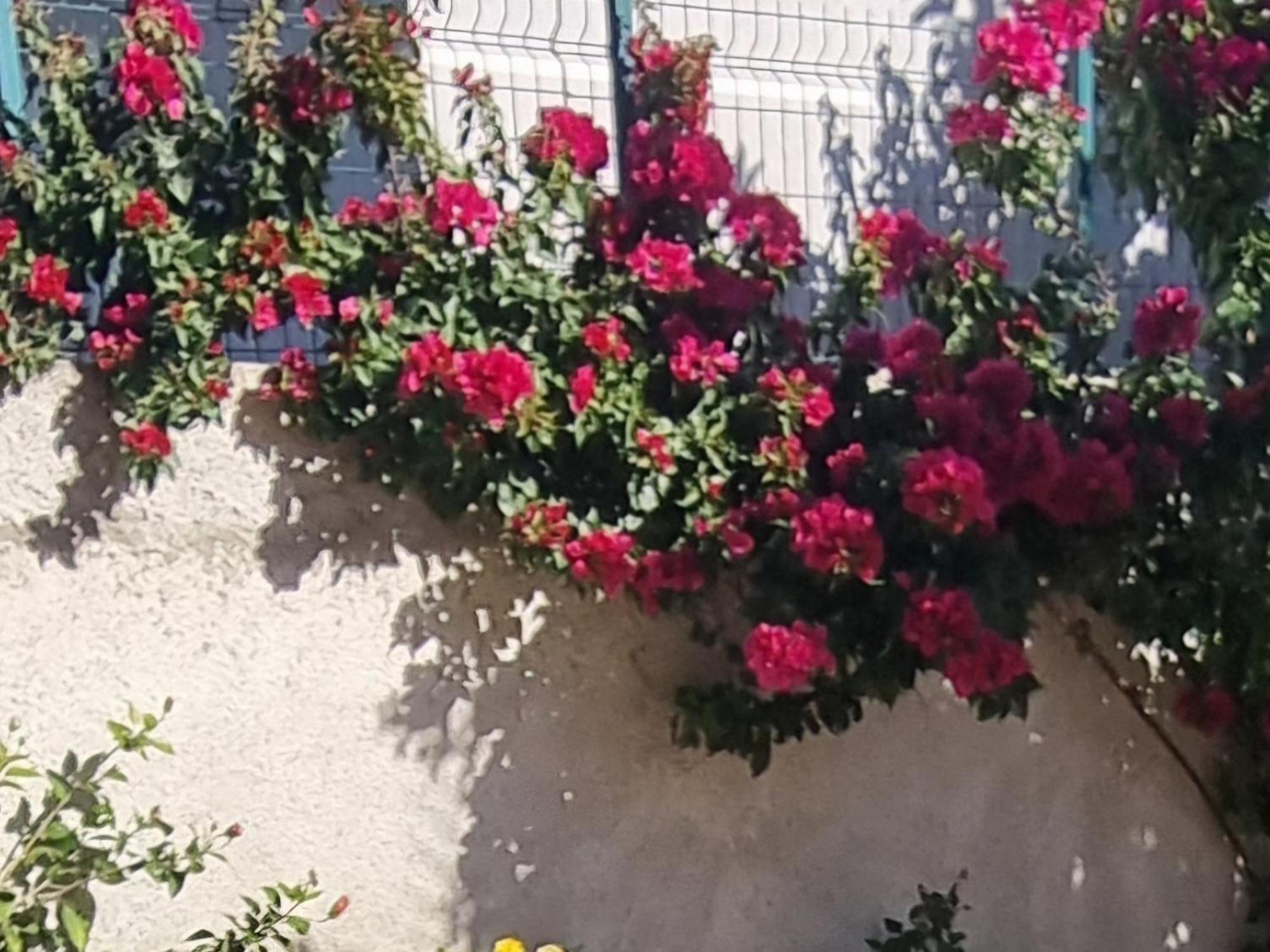 Vila Megi-Rent Room Vlorë Buitenkant foto