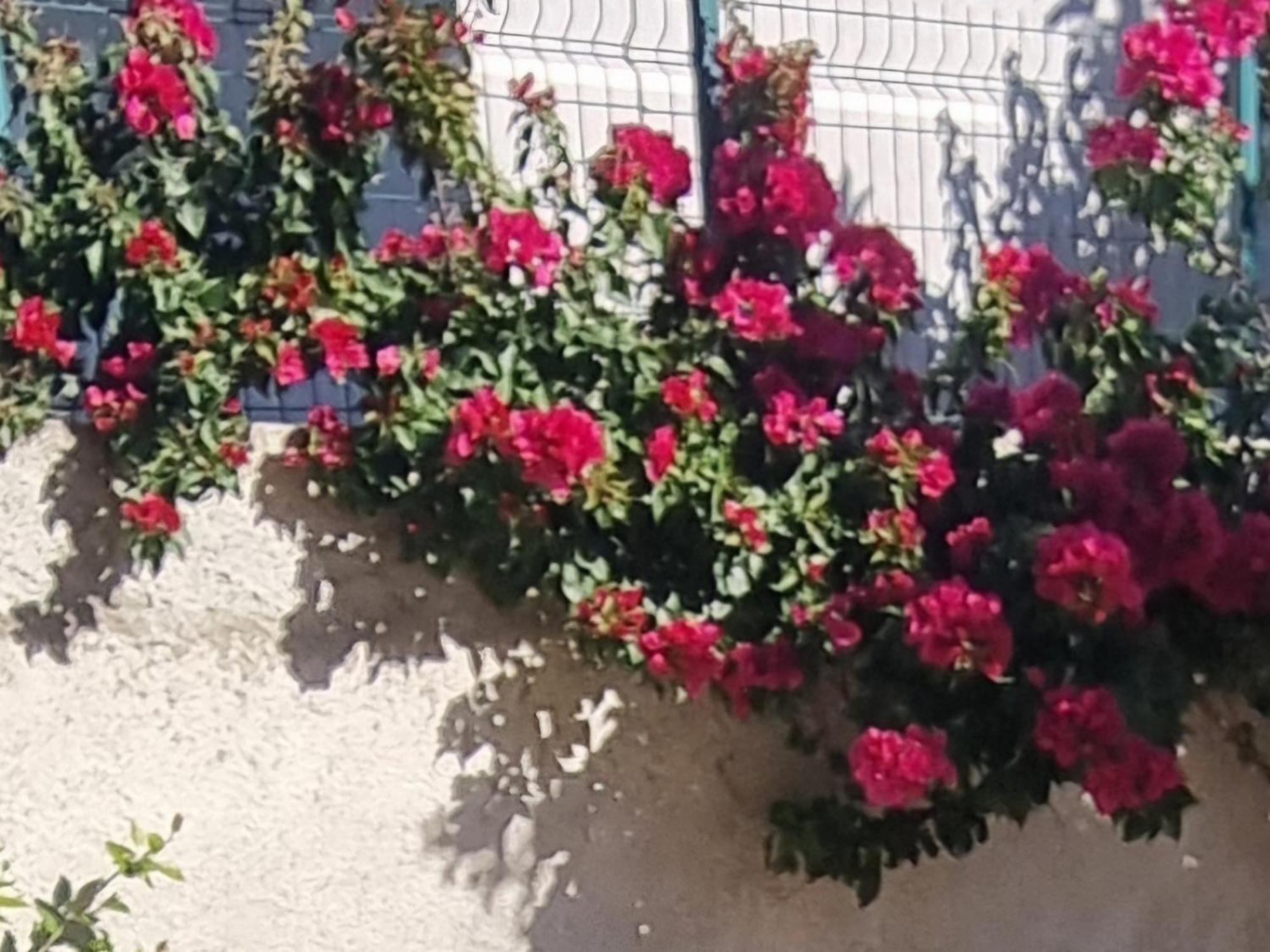 Vila Megi-Rent Room Vlorë Buitenkant foto